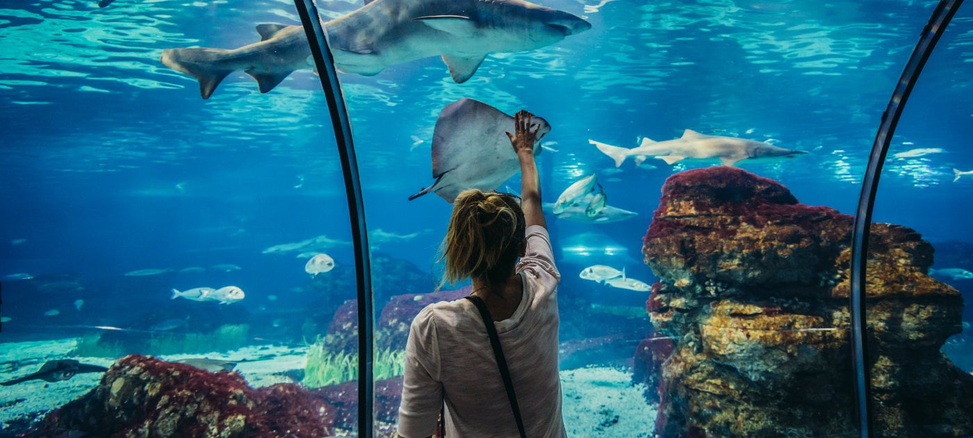 Akvarij u Barceloni. (Foto: Shutterstock)