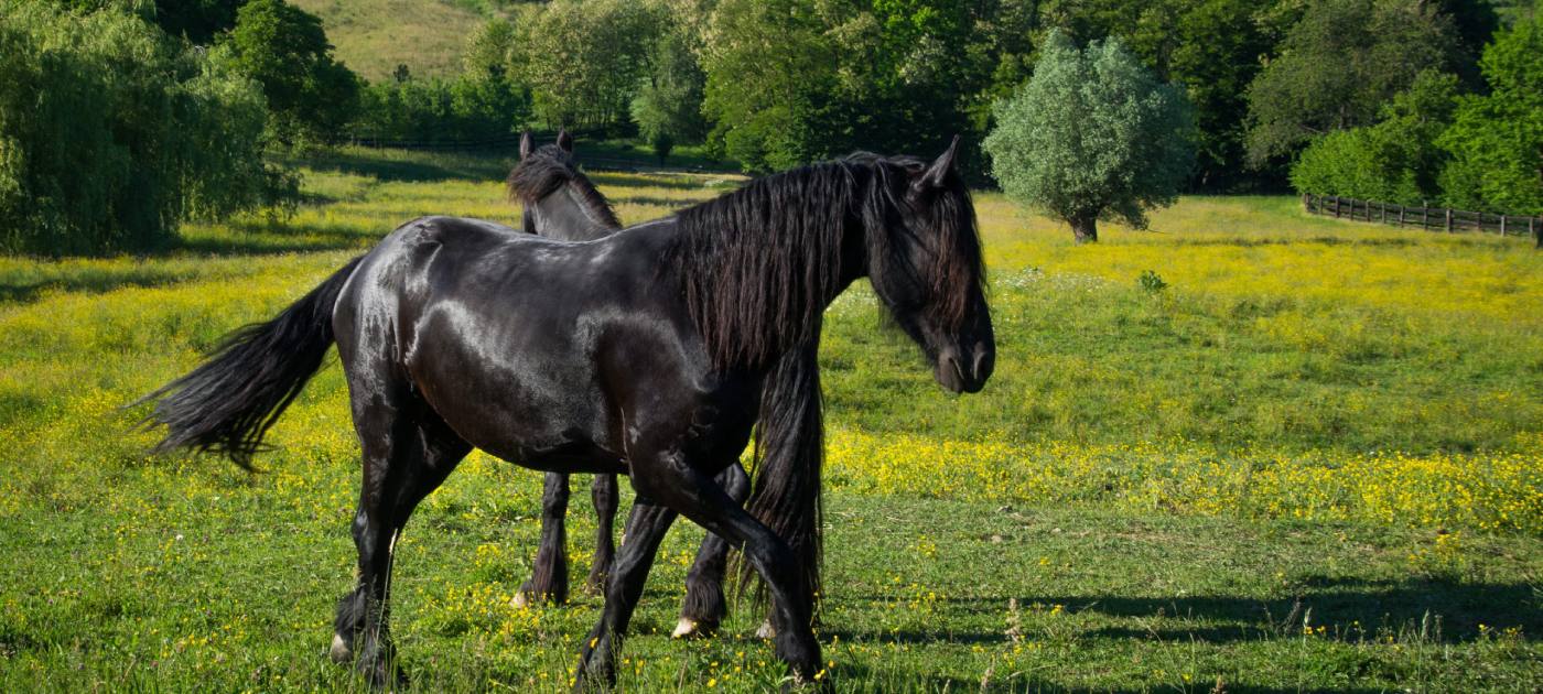 Ponos gospodarstva su konjušnice sa šetlandskim ponijima, i frizijskim konjima također poznatim i pod nazivom "crni biser" zbog svojeg gracioznog držanja.