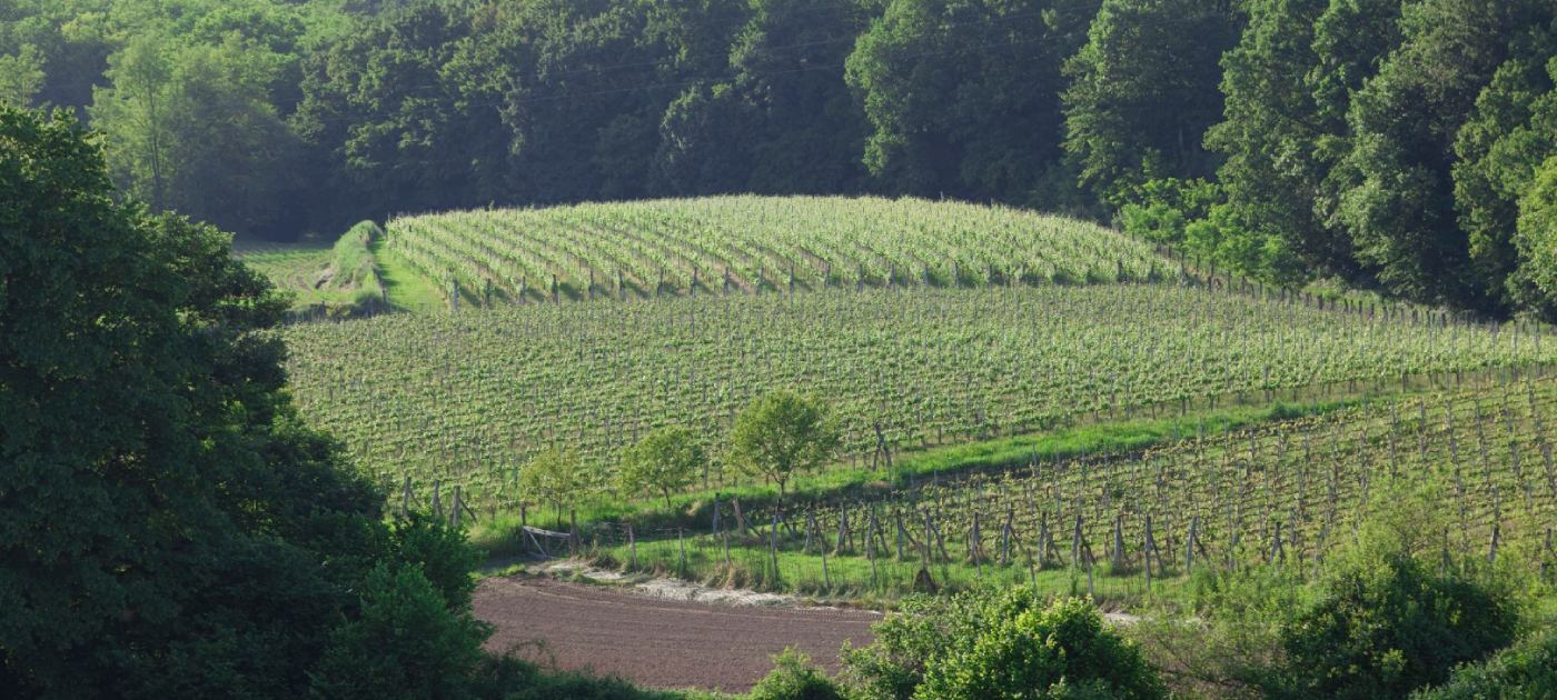 Vrhunska vina iz Kezele podruma mogu se kušati u suvenirnici s pogledom na vinograde kroz koje se može prošetati uz pašnjake na kojima pasu konji autohtone pasmine hrvatski posavac.