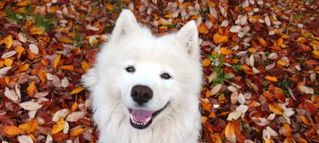 Samojed Felix, IG zvijezda.