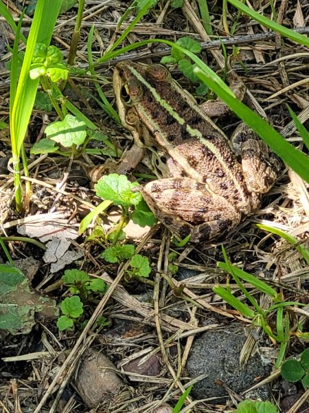 Šetnica Bijeli lopoč, žaba. (Kopački rit).