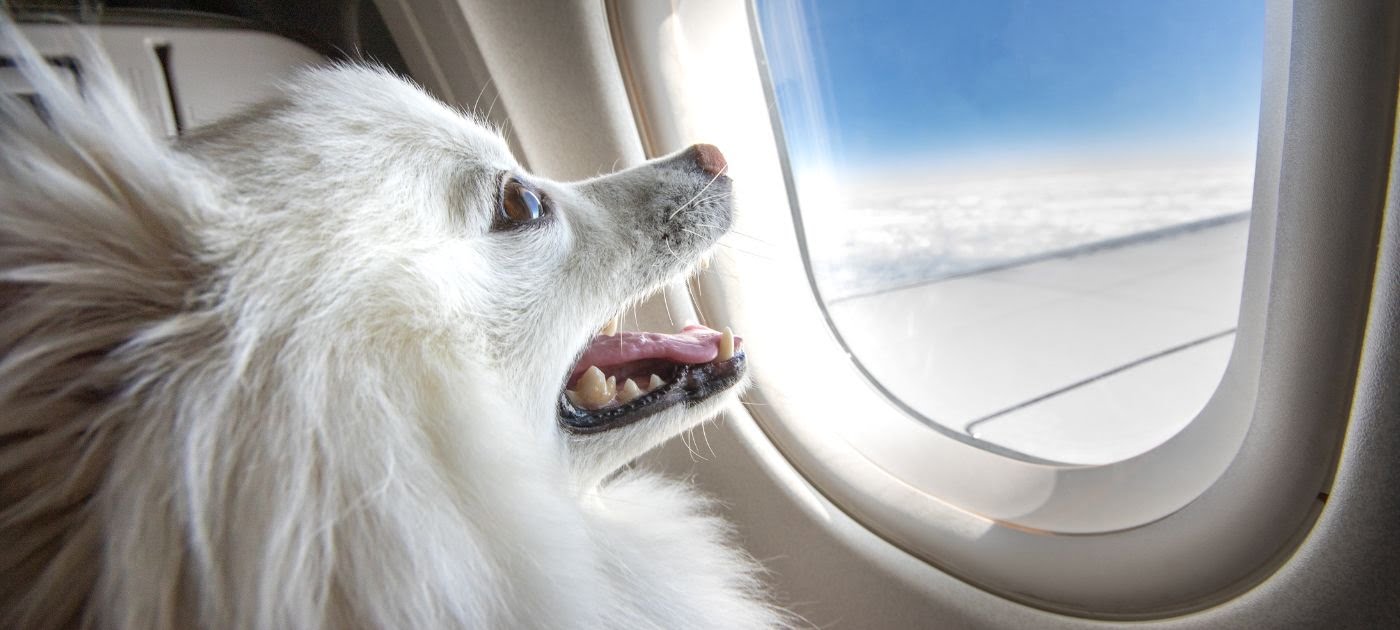 Kućni ljubimci u avionu.