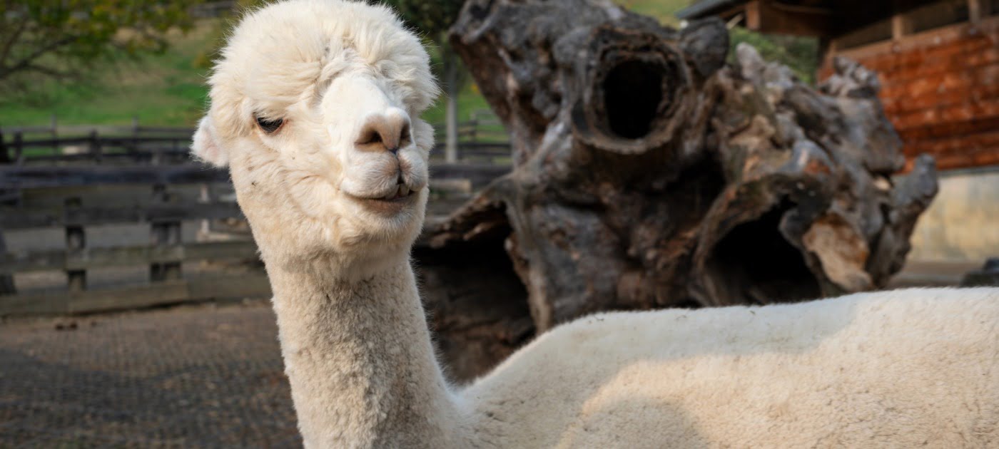 ZOO u sklopu tvornice čokolade Zotter s prekrasnim i pitomim alpakama.