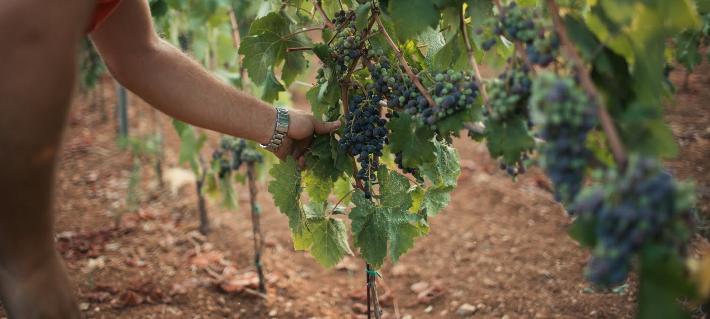 Vinogradi obitelji Antunović. 