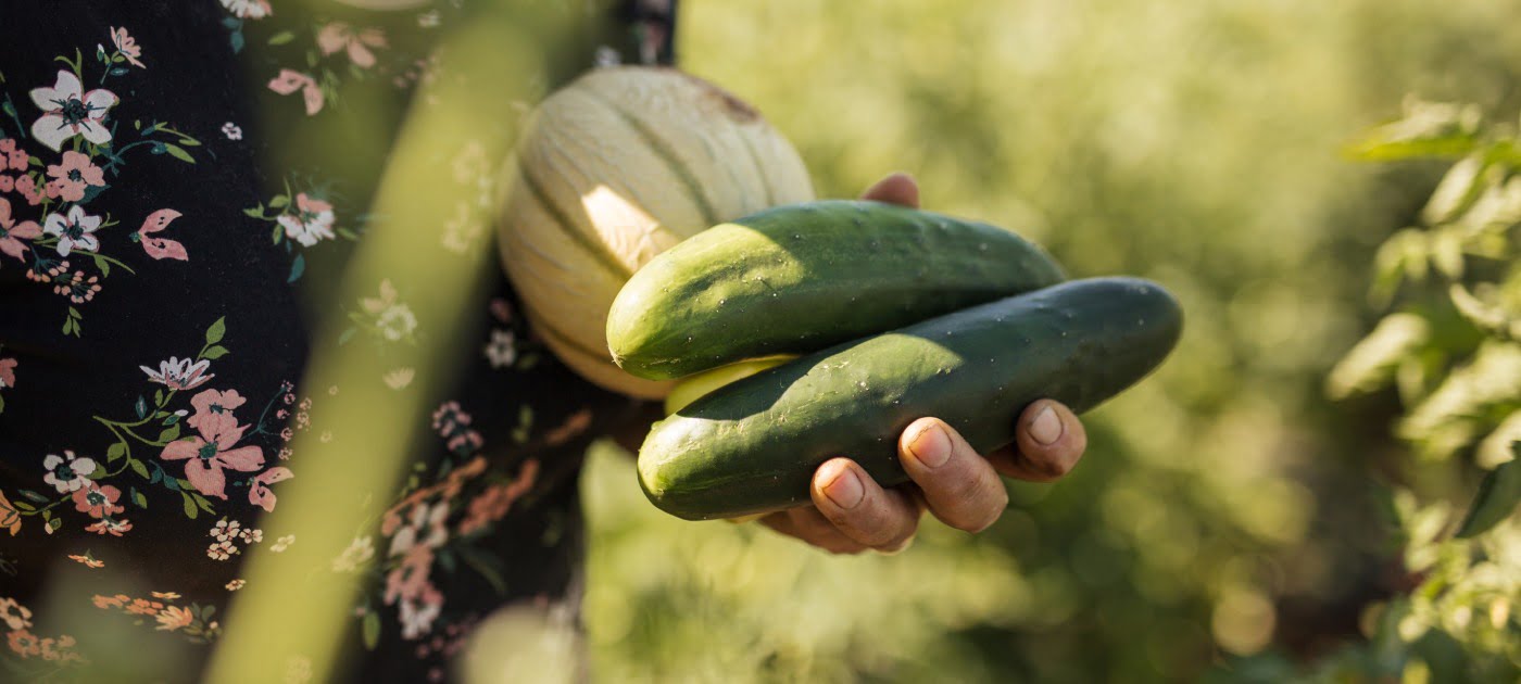 Agroturizam Antunović, domaći plodovi iz vrta. 