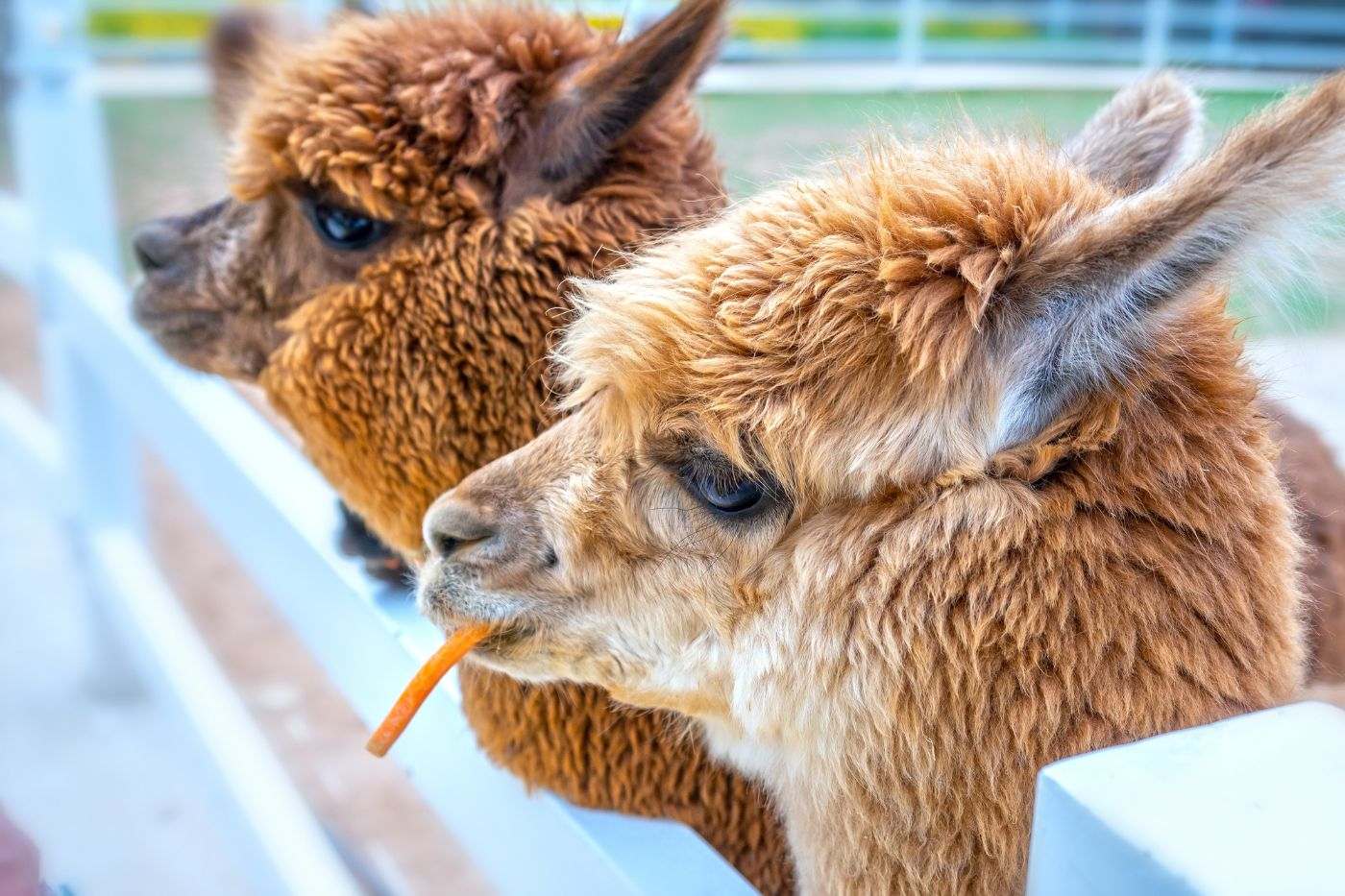 Farme sa životinjama, ZOO ili botanički vrtovi uvijek su na našoj listi atrakcija. 