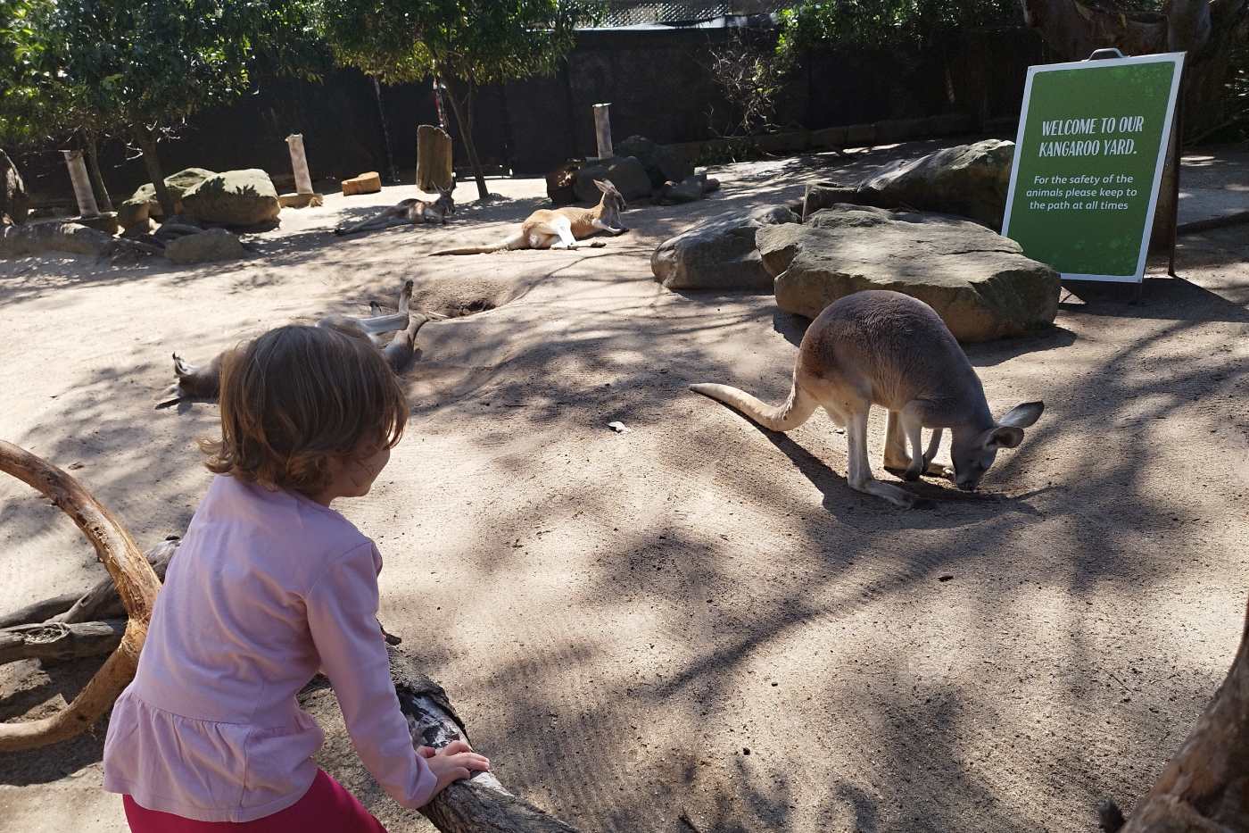 Ana Peršurić Palčić. ZOO vrtu u Sydneyu.