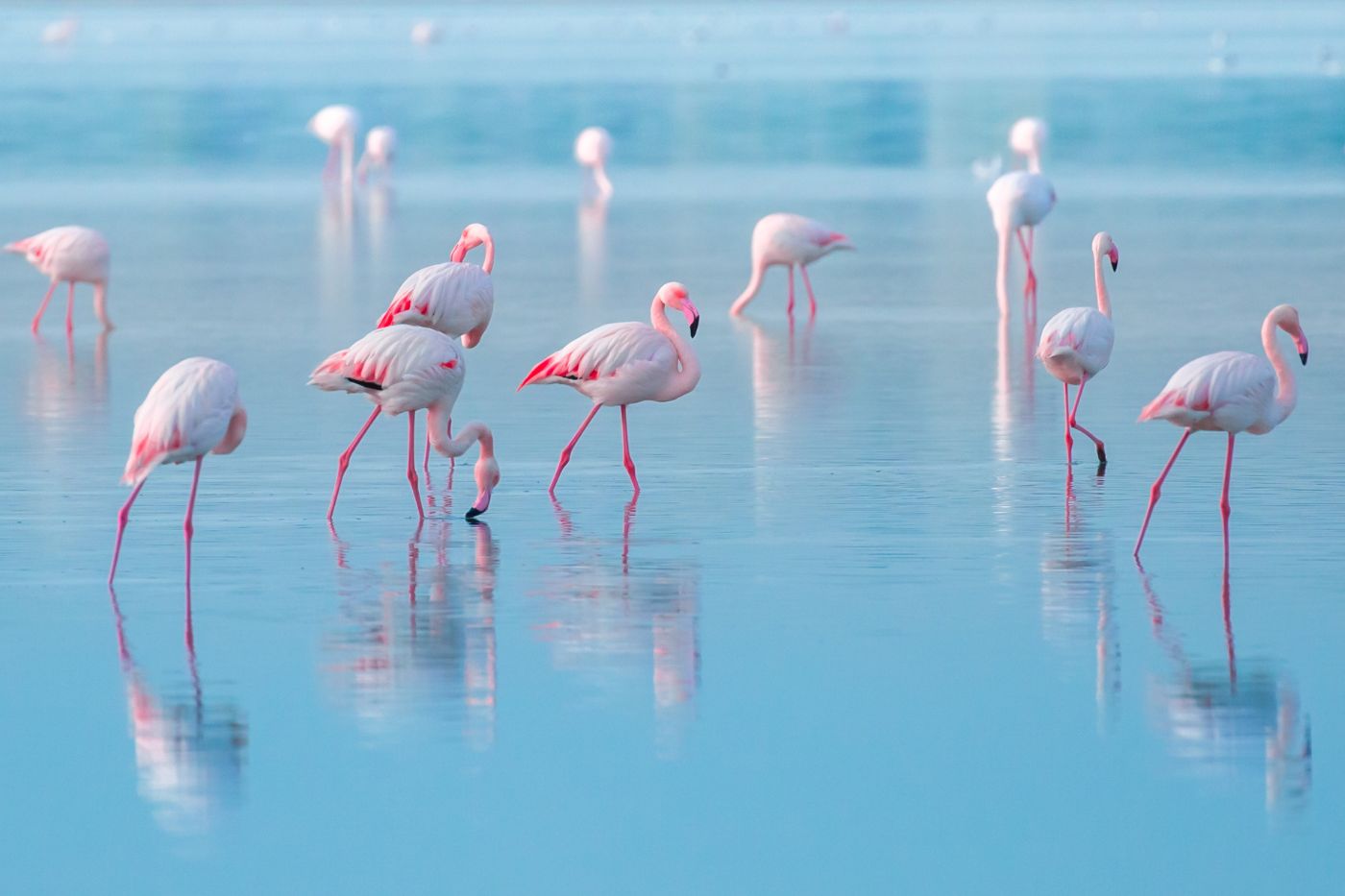 Larnaca, slano jezero, flamingosi.