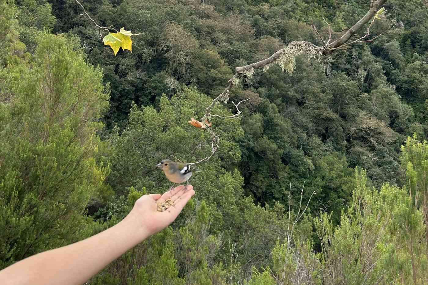 Hranili smo ptičice na levadi dos Balcoes. 