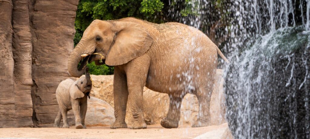 Bioparc Valencia.