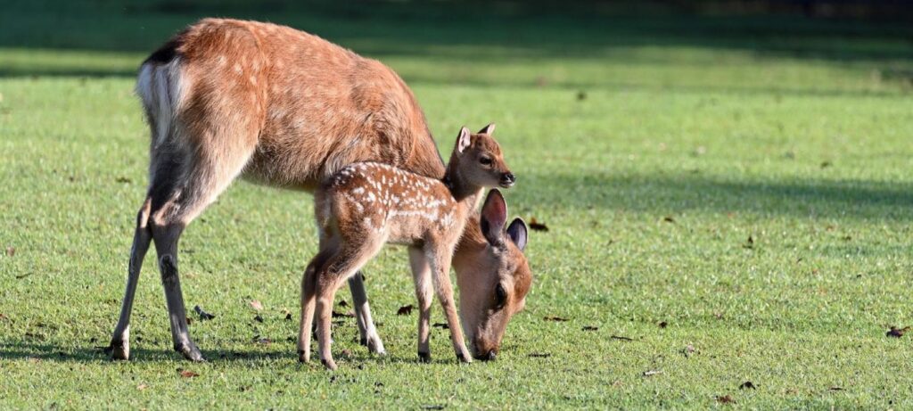 BergTierPark Blindham.