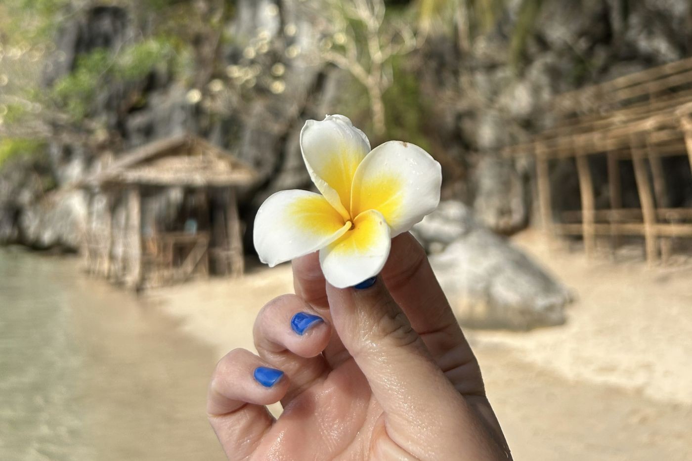 Cvijet frangipani stabla koja rastu na divlje po Coronu.