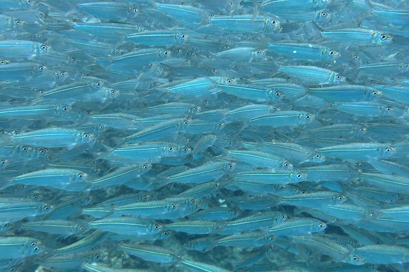 Filipini, Napaling Reef