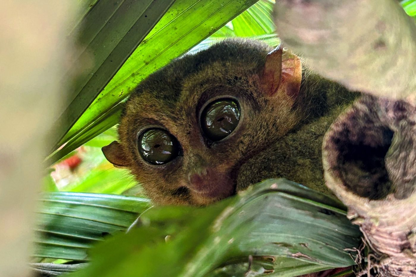 tarsier ili avetnjak na grani, Bohol