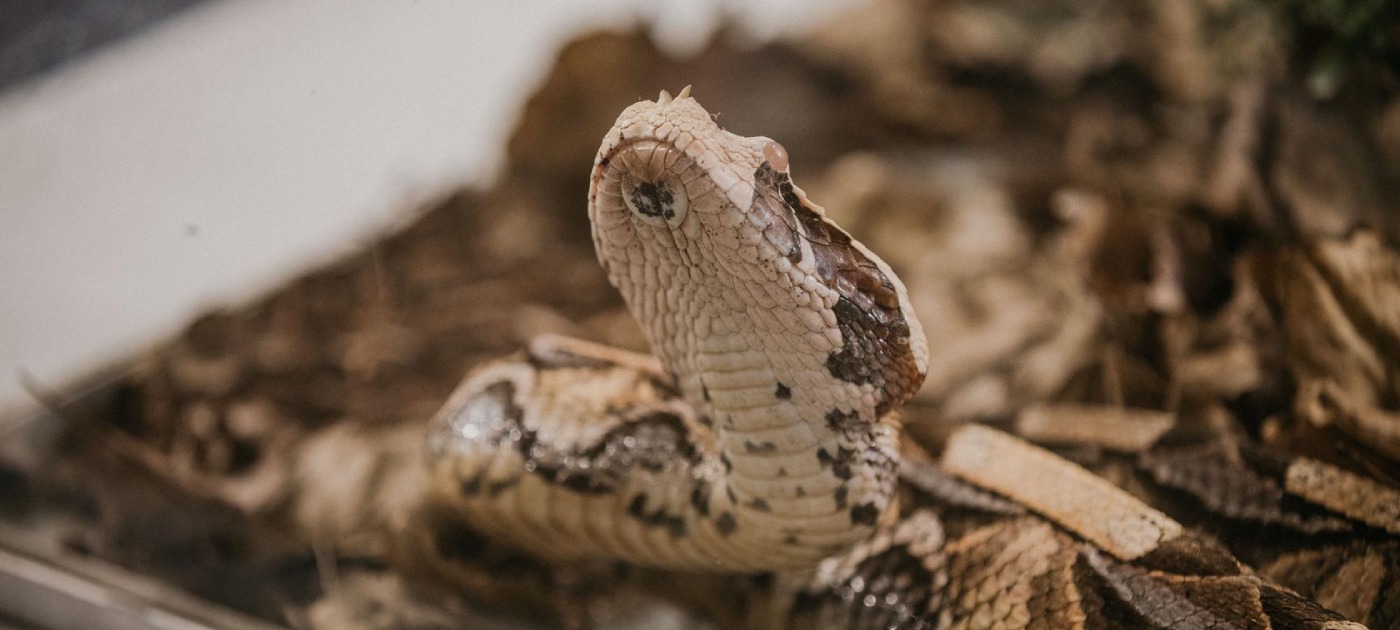 Izložba zmija, papiga, guštera i paukova u Family Mallu, u Zagrebu.