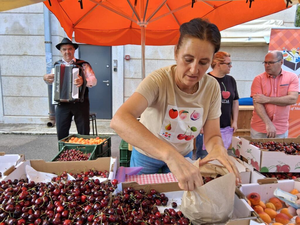 Festival briške češnje. 